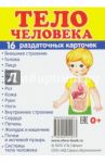 Раздаточные карточки "Тело человека"