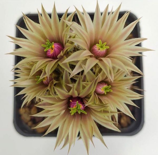 Escobaria missouriensis (Эскобария миссурийская)