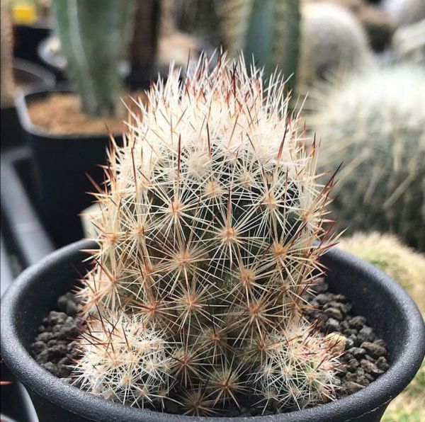 Escobaria bella (Эскобария Белла)