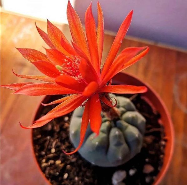 Matucana madisoniorum (Матукана мадисониорум)