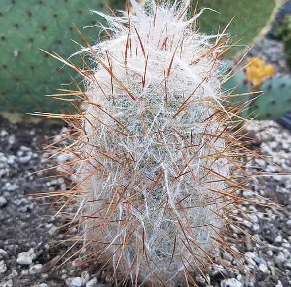 Oreocereus celsianus (Ореоцереус Цельса)