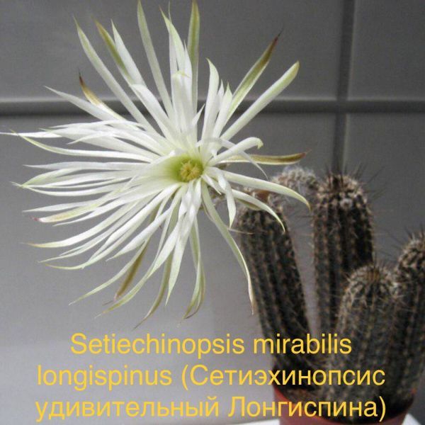 Setiechinopsis mirabilis longispinus (Сетиэхинопсис удивительный Лонгиспина)