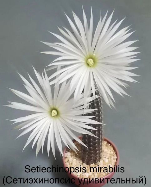 Setiechinopsis mirabilis (Сетиэхинопсис удивительный)