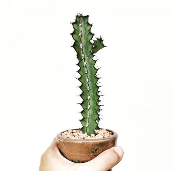 Euphorbia zoutpansbergensis (Эуфорбия Заутпансбергенсис)