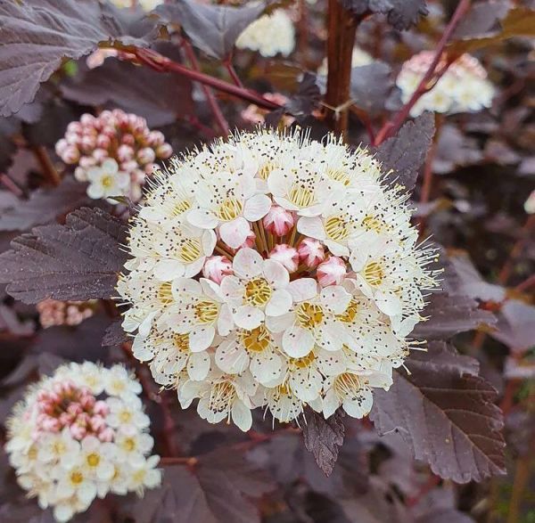 Physocarpus opulifolius diabolo (Пузыреплодник калинолистный Диабло)