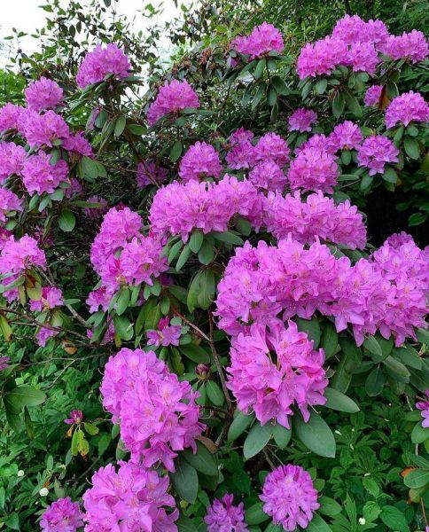 Rhododendron maximum (Рододендрон крупнейший)