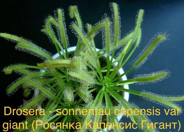 Drosera - sonnentau capensis var giant (Росянка Капенсис Гигант)