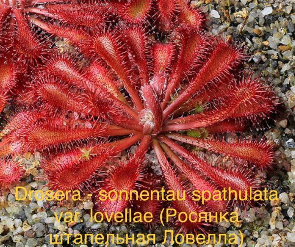 Drosera - sonnentau spathulata var. lovellae (Росянка штапельная Ловелла)