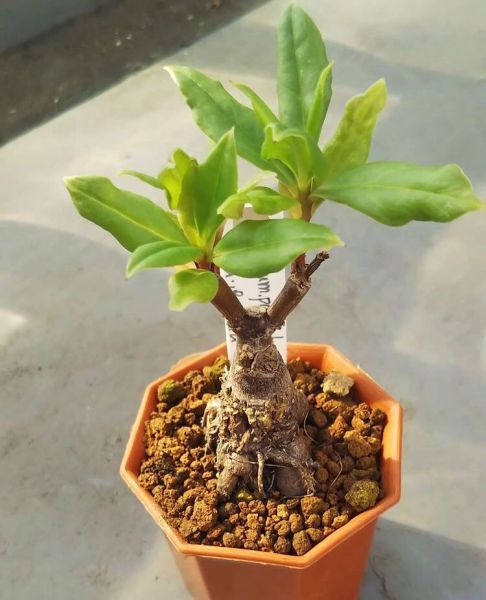 Talinum paniculatum (Талинум метельчатый)