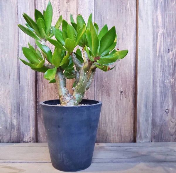 Tylecodon paniculatus (Тилекодон метельчатый)