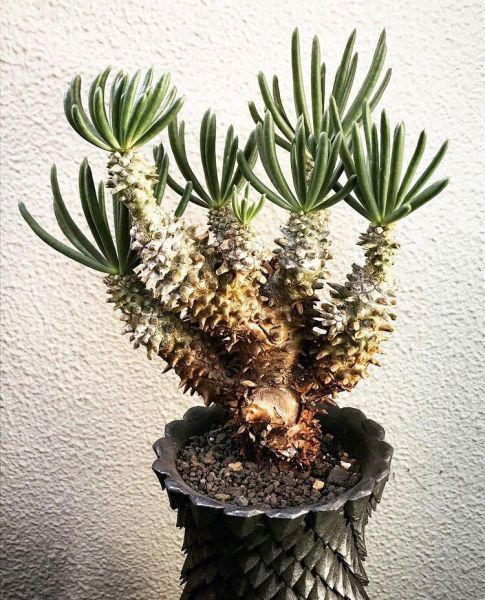 Tylecodon wallichii (Тилекодон Валличи)