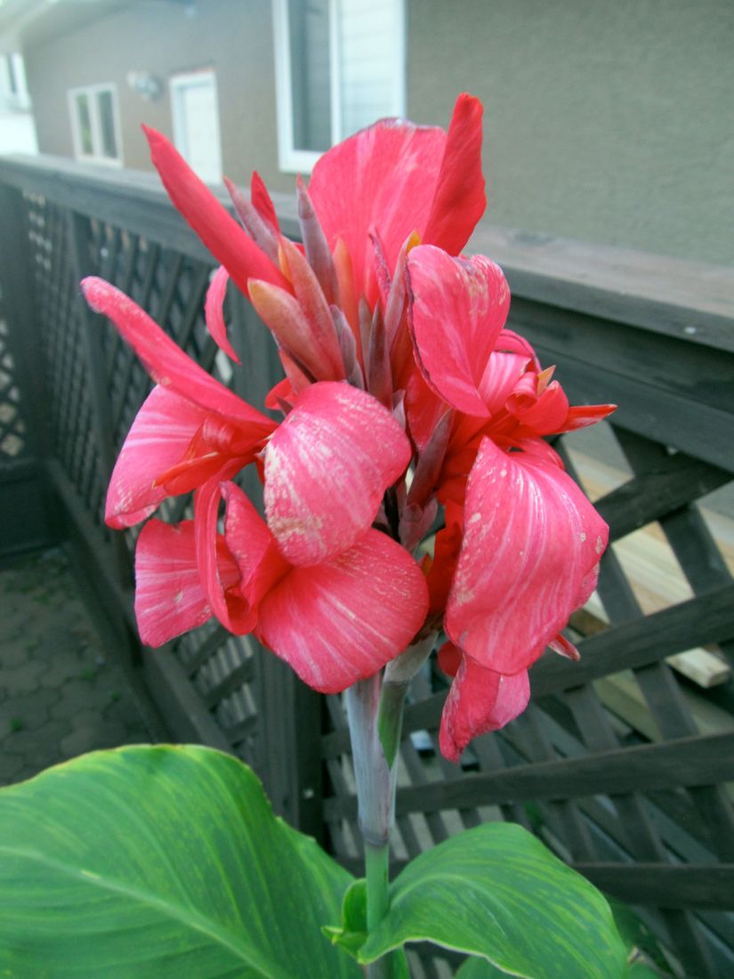 Канна Crimson Beauty (низкорослая)