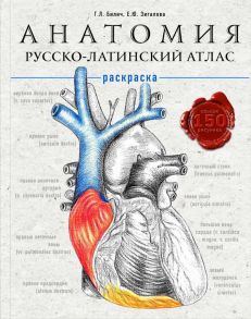 Анатомия: русско-латинский атлас-раскраска - Билич Габриэль Лазаревич, Зигалова Елена Юрьевна