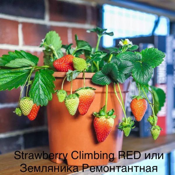 Strawberry Climbing RED или Земляника Ремонтантная