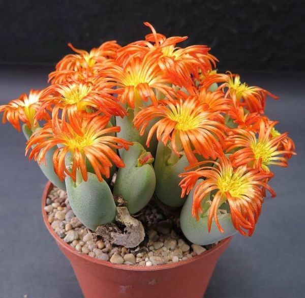 Conophytum bilobum (Конофитум Сердце)