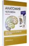 Анатомия человека. Центральная нервная система. КАРТОЧКИ (34 шт) / Сапин Михаил Романович, Николенко Владимир Николаевич, Тимофеева М. О.