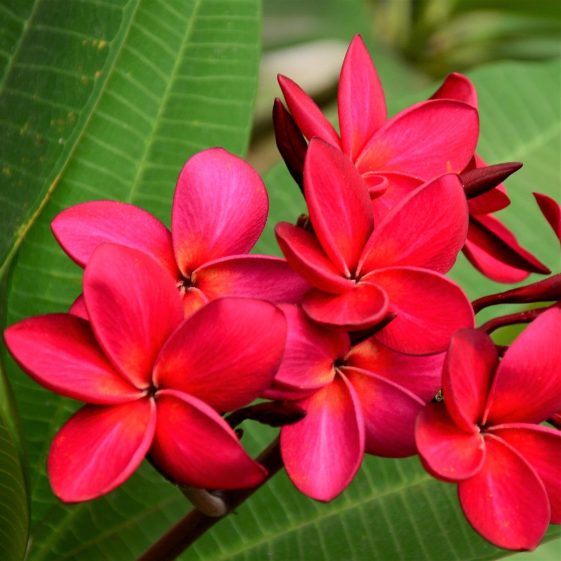 Плюмерия  красная(Plumeria rubra L.)