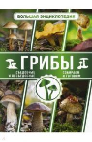 Большая энциклопедия. Грибы. Съедобные и несъедобные. Собираем и готовим / Поленов Андрей Борисович