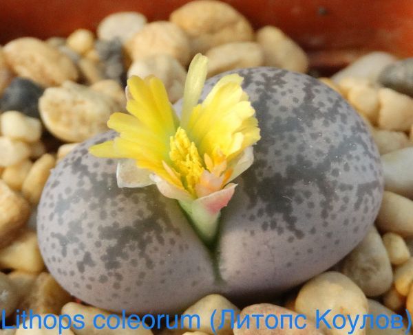 Lithops coleorum (Литопс Коулов)