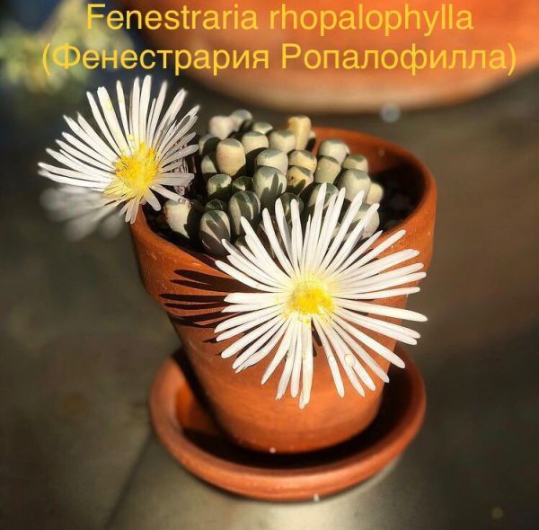 Fenestraria rhopalophylla (Фенестрария Ропалофилла)