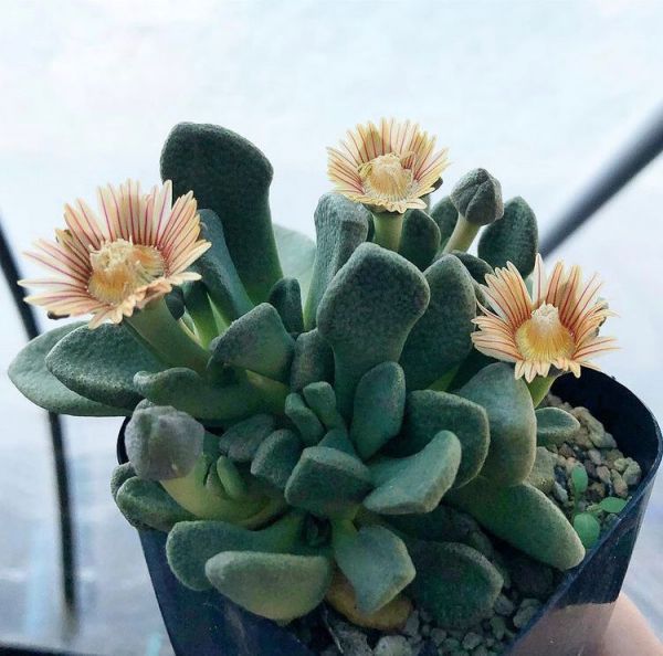 Aloinopsis rosulata (Алоинопсис розеточный)
