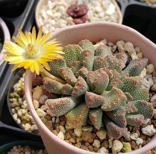 Aloinopsis villetii (Алоинопсис Виллета)