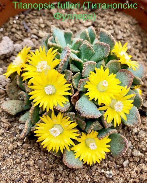 Titanopsis fulleri (Титанопсис Фyллеpа)