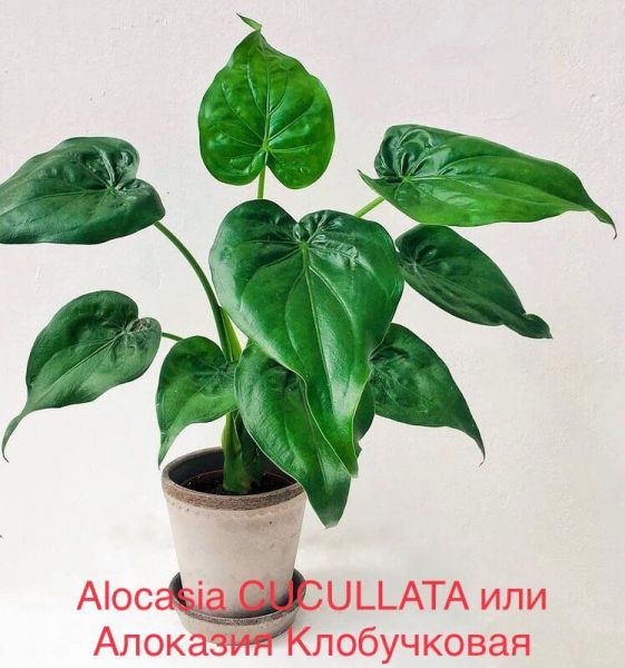 Alocasia CUCULLATA или Алоказия Клобучковая