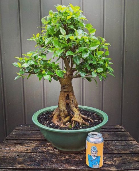 Ficus RUBIGINOSA или Фикус Рубигиноза