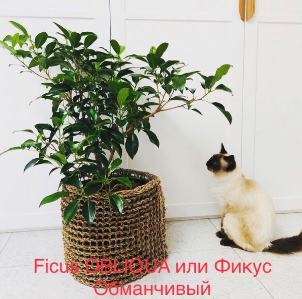 Ficus OBLIQUA или Фикус Обманчивый