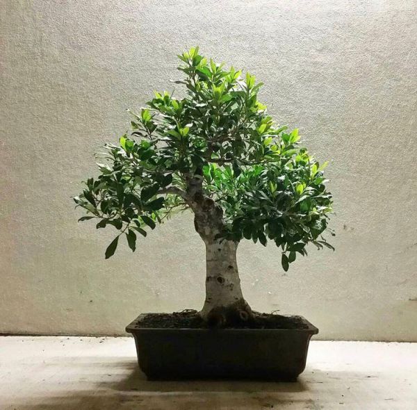 Ficus NATALENSIS или Фикус Натальский