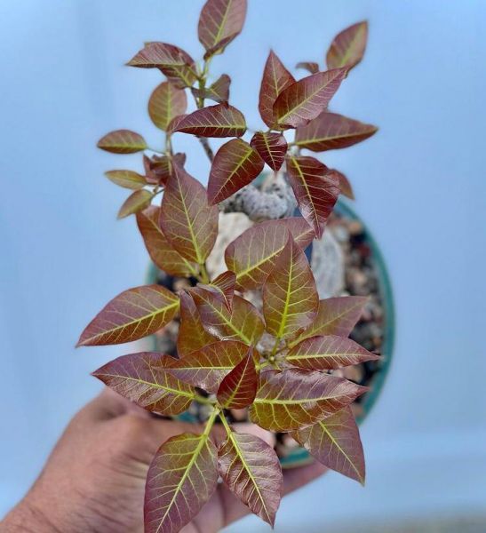 Ficus INGENS или Фикус Огромный