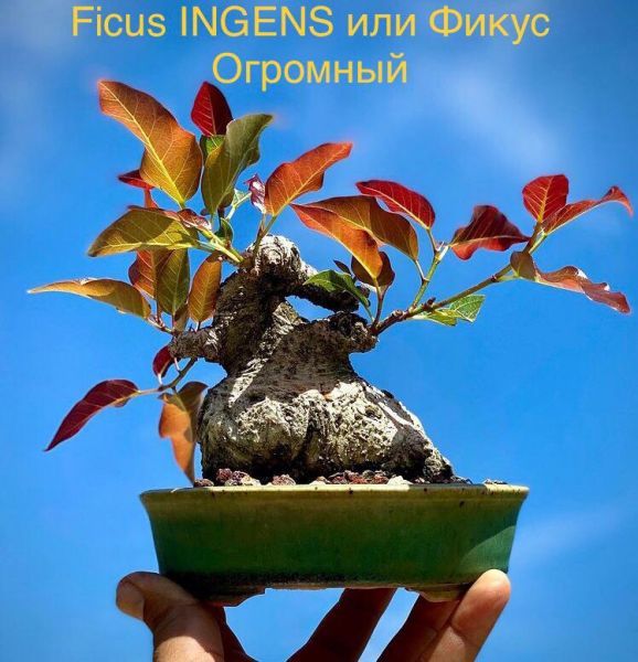 Ficus INGENS или Фикус Огромный