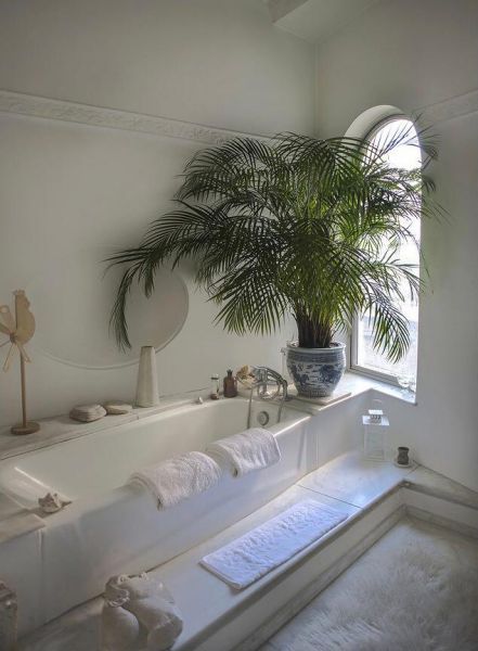 Chamaedorea CATARACTARUM или Хамедорея Каскадная