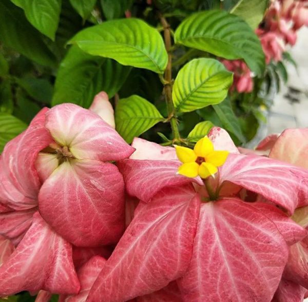 Mussaenda PHILIPPICA или Муссаенда Филиппинская