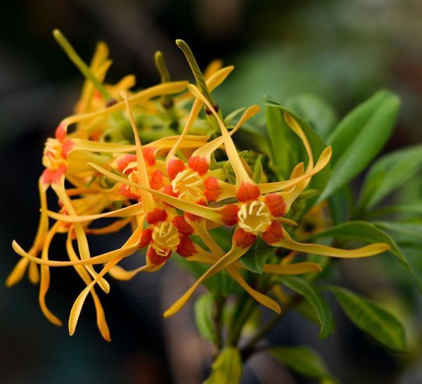 Strophanthus SPECIOSUS или Строфантус Специозус