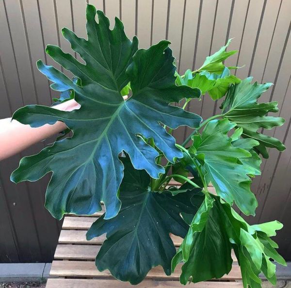 Филодендрон Селло