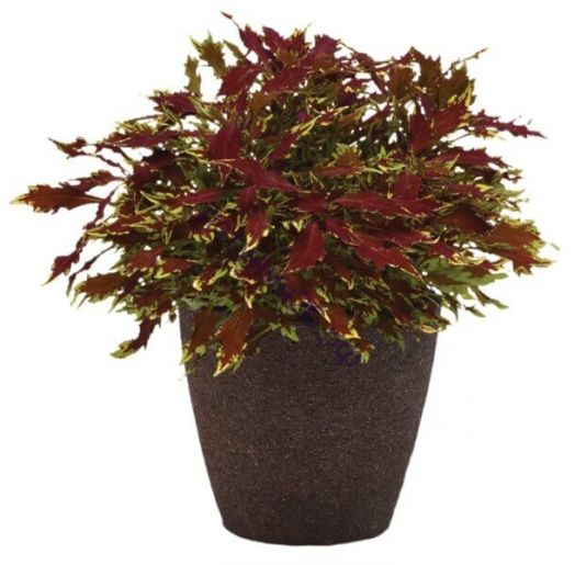 504   колеус Flame Thrower ™ Sriracha.