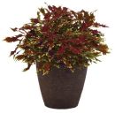 504   колеус Flame Thrower ™ Sriracha.