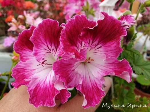 Peters Choice № 1502