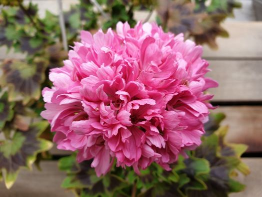 ЛиЛи-Пьеро № 1301