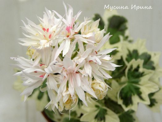 Arctic snow № 1001