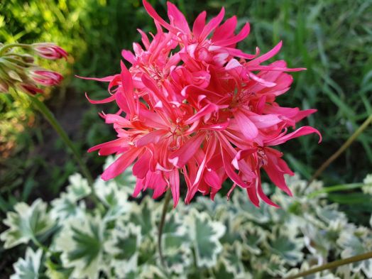 Priory Coral № 1005