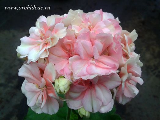 Ludvigsburger Flair № 0139