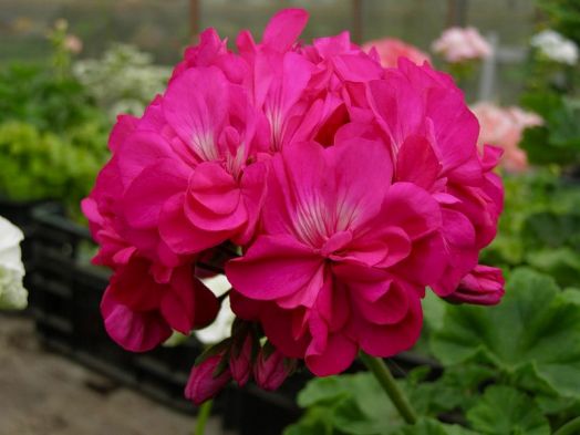 Karl Hagele № 0136