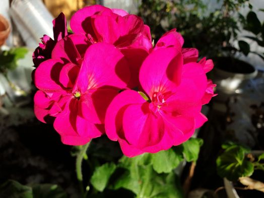 Trend Neon Blue № 0167