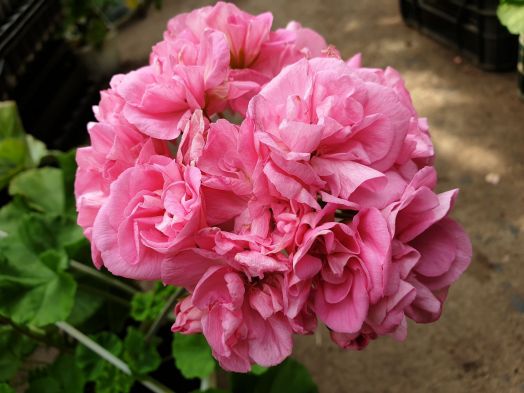 Bold romance № 0110