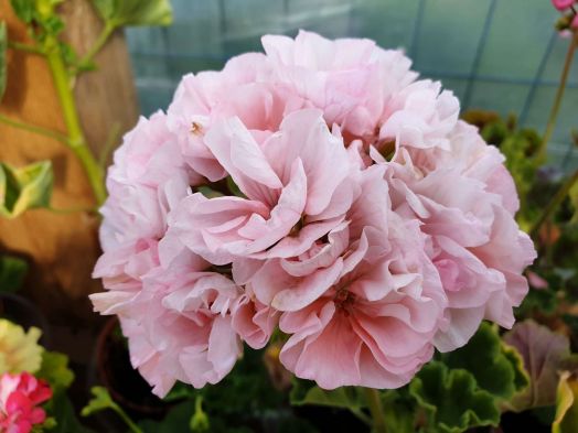 Edwards Blanche № 0121