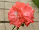 Coral Glow № 0115