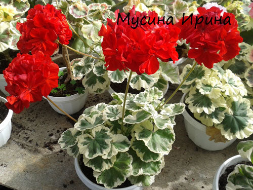 Winston Churchill № 0720